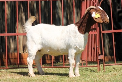 1X BOERGOAT FLOCK 4-034 EWE KRUISRIVIER BOERBOK STOET