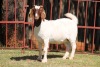 1X BOERGOAT FLOCK 4-034 EWE KRUISRIVIER BOERBOK STOET - 2