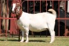 1X BOERGOAT STUD 4-050 EWE KRUISRIVIER BOERBOK STOET