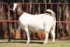 1X BOERGOAT STUD 4-050 EWE KRUISRIVIER BOERBOK STOET - 2