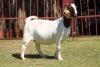 1X BOERGOAT STUD 4-050 EWE KRUISRIVIER BOERBOK STOET - 3