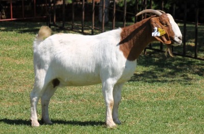 1X BOERGOAT STUD 4-033 EWE KRUISRIVIER BOERBOK STOET