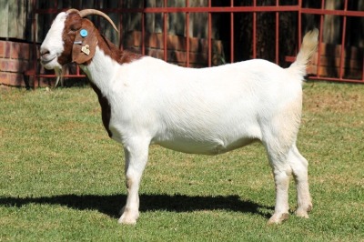 1X BOERGOAT STUD 4-044 EWE KRUISRIVIER BOERBOK STOET