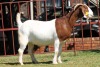 1X BOERGOAT STUD 4-044 EWE KRUISRIVIER BOERBOK STOET - 2