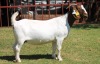 1X BOERGOAT STUD 4-027 EWE KRUISRIVIER BOERBOK STOET