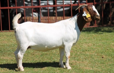 1X BOERGOAT STUD 4-027 EWE KRUISRIVIER BOERBOK STOET