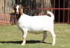 1X BOERGOAT STUD 4-027 EWE KRUISRIVIER BOERBOK STOET - 2