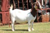 1X BOERGOAT STUD 4-047 EWE KRUISRIVIER BOERBOK STOET