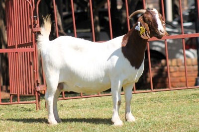 1X BOERGOAT STUD 4-047 EWE KRUISRIVIER BOERBOK STOET