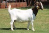 1X BOERGOAT STUD 4-047 EWE KRUISRIVIER BOERBOK STOET - 2