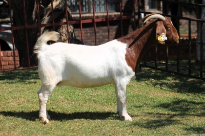 1X BOERGOAT STUD 4-036 EWE KRUISRIVIER BOERBOK STOET