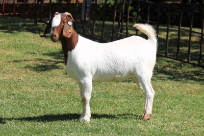 WITHDRAWN - X BOERGOAT STUD 4-018 EWE KRUISRIVIER BOERBOK STOET