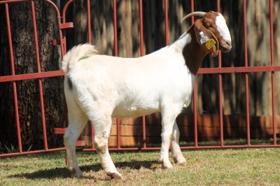 1X BOERGOAT FLOCK 4-015 EWE KRUISRIVIER BOERBOK STOET