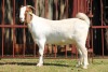 1X BOERGOAT FLOCK 4-015 EWE KRUISRIVIER BOERBOK STOET - 2