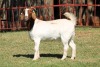 1X BOERGOAT STUD 4-016 EWE KRUISRIVIER BOERBOK STOET