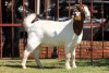 1X BOERGOAT STUD 4-016 EWE KRUISRIVIER BOERBOK STOET - 2