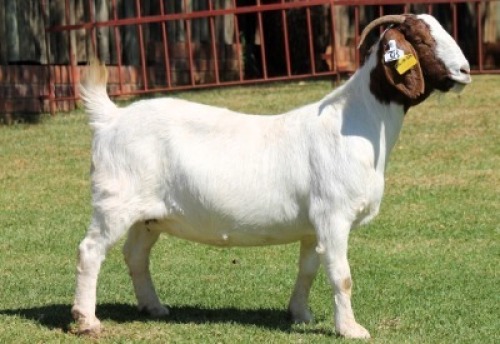 1X BOERGOAT STUD 4-024 EWE KRUISRIVIER BOERBOK STOET