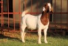 1X BOERGOAT STUD 4-054 EWE KRUISRIVIER BOERBOK STOET