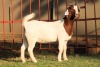 1X BOERGOAT STUD 4-054 EWE KRUISRIVIER BOERBOK STOET - 2