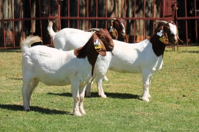 3X BOERGOAT FLOCK 4-046, 4-071, 4-099 EWE KRUISRIVIER BOERBOK STOET