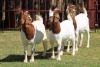 3X BOERGOAT FLOCK 4-046, 4-071, 4-099 EWE KRUISRIVIER BOERBOK STOET - 2