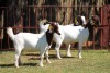 3X BOERGOAT FLOCK 4-238 , 4-314, 4-108 EWE KRUISRIVIER BOERBOK STOET - 2