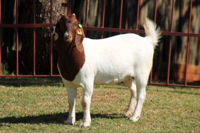 1X BOERGOAT FLOCK 4-292 EWE KRUISRIVIER BOERBOK STOET