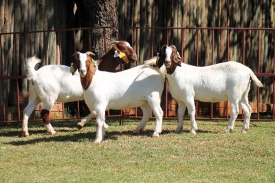 3X BOERGOAT FLOCK 4-117, 4-052, 4-042 EWE KRUISRIVIER BOERBOK STOET