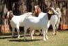 3X BOERGOAT FLOCK 4-117, 4-052, 4-042 EWE KRUISRIVIER BOERBOK STOET - 2