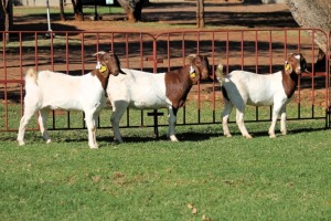 3X BOERGOAT FLOCK 4-088, 4-097, 4-123 EWE KRUISRIVIER BOERBOK STOET