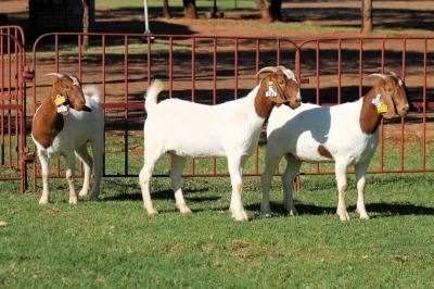 3X BOERGOAT FLOCK 4-121, 4-053, 4-322 EWE KRUISRIVIER BOERBOK STOET