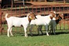 3X BOERGOAT FLOCK 4-121, 4-053, 4-322 EWE KRUISRIVIER BOERBOK STOET - 2