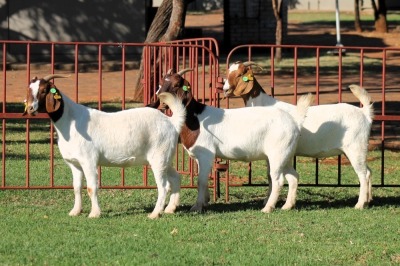 2X BOERGOAT FLOCK 4-056, 4-070 EWE KRUISRIVIER BOERBOK STOET