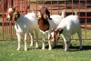 2X BOERGOAT FLOCK 4-056, 4-070 EWE KRUISRIVIER BOERBOK STOET - 2