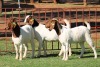 3X BOERGOAT FLOCK 4-055, 4-101, 4-110 EWE KRUISRIVIER BOERBOK STOET