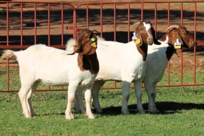 2X BOERGOAT FLOCK 4-044, 4-060 EWE KRUISRIVIER BOERBOK STOET