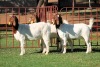 3X BOERGOAT FLOCK 4-303, 4-093, 4094 EWE KRUISRIVIER BOERBOK STOET