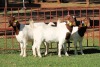 3X BOERGOAT FLOCK 4-303, 4-093, 4094 EWE KRUISRIVIER BOERBOK STOET - 2