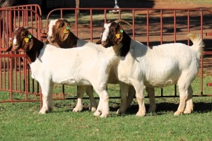 2X BOERGOAT FLOCK 4-291, 4-306 EWE KRUISRIVIER BOERBOK STOET