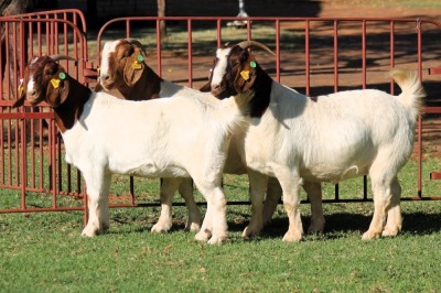 2X BOERGOAT FLOCK 4-291, 4-306 EWE KRUISRIVIER BOERBOK STOET