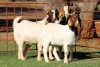 2X BOERGOAT FLOCK 4-291, 4-306 EWE KRUISRIVIER BOERBOK STOET - 2