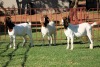 3X BOERGOAT FLOCK 4-081, 4-076, 4-104 EWE KRUISRIVIER BOERBOK STOET