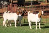 3X BOERGOAT FLOCK 4-081, 4-076, 4-104 EWE KRUISRIVIER BOERBOK STOET - 2