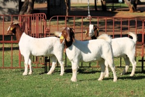 3X BOERGOAT FLOCK 4-308, 4-109, 4-114 EWE KRUISRIVIER BOERBOK STOET