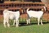 3X BOERGOAT FLOCK 4-308, 4-109, 4-114 EWE KRUISRIVIER BOERBOK STOET - 2