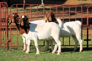 3X BOERGOAT FLOCK 4-083, 4-098, 4-078 EWE KRUISRIVIER BOERBOK STOET