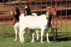 3X BOERGOAT FLOCK 4-083, 4-098, 4-078 EWE KRUISRIVIER BOERBOK STOET - 2