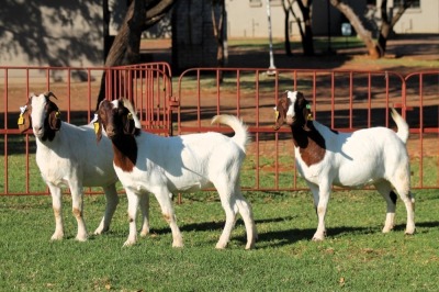 3X BOERGOAT FLOCK 4-118, 4-230, 4-130 EWE KRUISRIVIER BOERBOK STOET