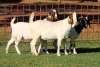 3X BOERGOAT FLOCK 4-118, 4-230, 4-130 EWE KRUISRIVIER BOERBOK STOET - 2