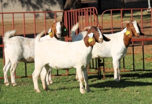 3X BOERGOAT FLOCK 4-075, 4-058, 4-079 EWE KRUISRIVIER BOERBOK STOET